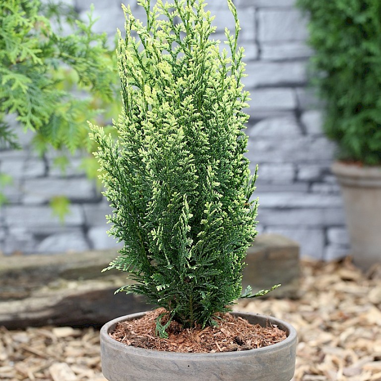 کامیس پاریس گیاه بالکنی مقاوم به سرما